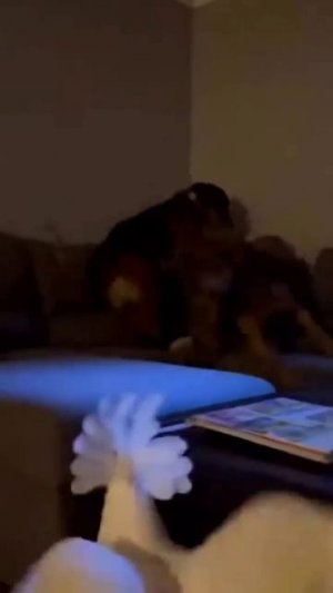 Ужас летящий на крыльях ночи 😂