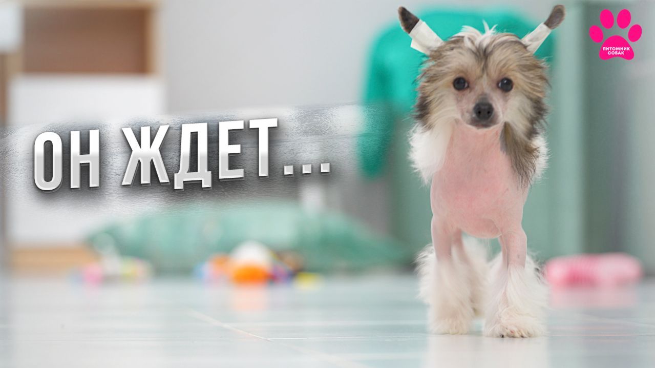 У нас остался Ваш щенок! Заберите его домой! смотреть онлайн