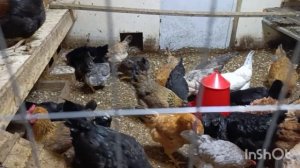 27-02-2026. Скоро пост сдаст 🐓.