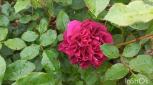 Сорта роз японской селекции в моем саду. Тверская область. 2 ч