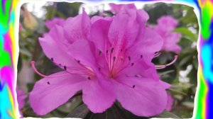 Ботанічний   сад   2026  .  Чернівці