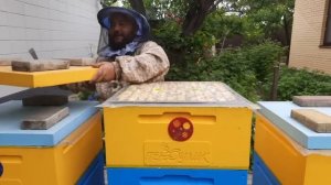 Всё Идёт по Плану!!!Двухматочное Пчеловодство!!!