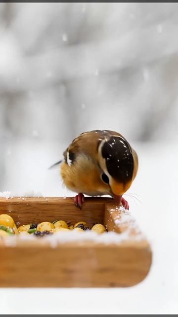 Угадайте птицу по видео! Что за пернатый гость у кормушки? 🐦❄️ Пишите в комментариях!