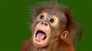 Смешная обезьянка 06_encoded
