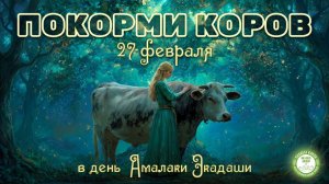 Кормление коров в день Амалака Экадаши, 27.02.2026г.