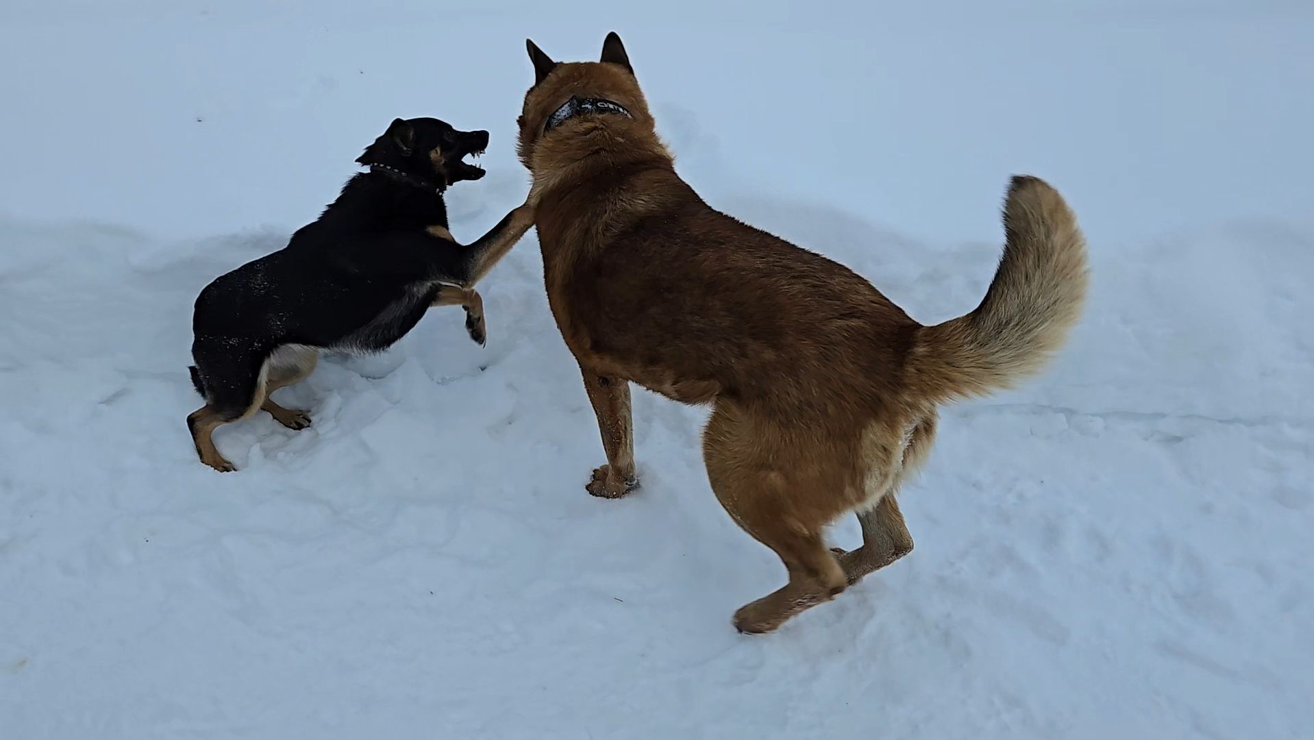 День лопаты и прогулка с двумя псами смотреть онлайн