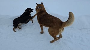 День лопаты и прогулка с двумя псами