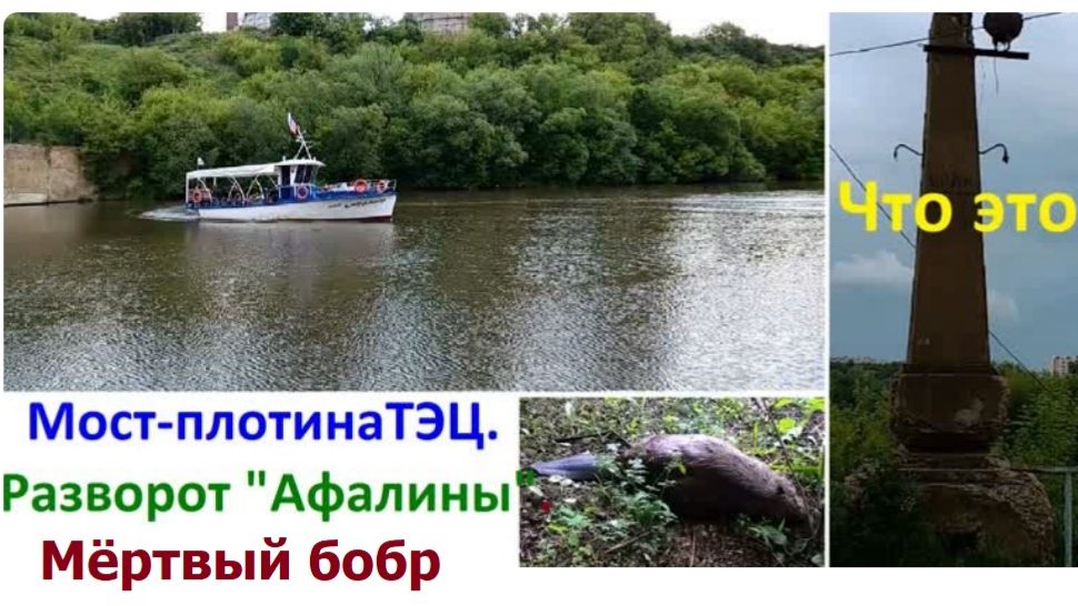 1233 12.06.2021 город Орёл мост плотина ТЭЦ теплоход Афалина мёртвый бобр бобёр хвост рыбак обелиски