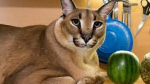 песня хорошие пельмени #шлёпа #песня #пельмени #слушать