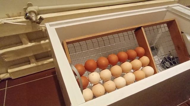 Первая закладка инкубатора Матрица Дели