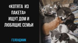 "Котята из пакета", история о человеческой жестокости и надежде, ищем добрые ручки, Геленджик