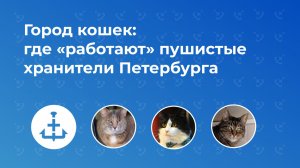 Город кошек: где «работают» пушистые хранители Петербурга