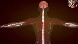 Нервная система