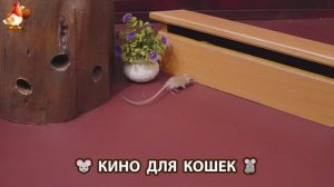 Видео для кошек про крысок развлекать питомцев 🐭🐀😂 (470)