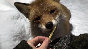 (1227) Лиса приходит в гости. Февраль 2026