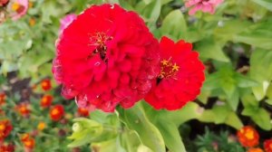 Цветы Цынии особенности выращивания и ухода