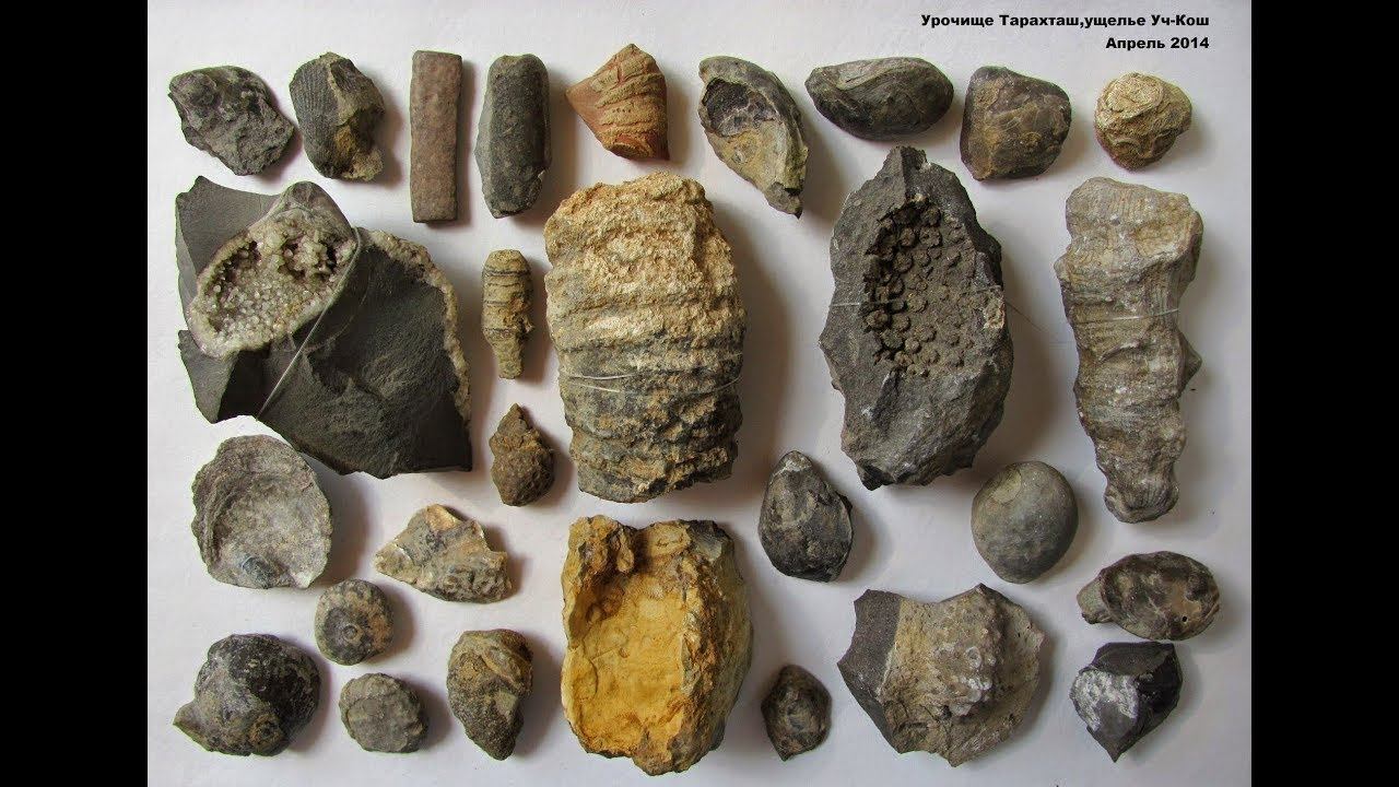 Окаменелости Крыма (часть 2)