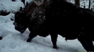 Зубры в Кавказском заповеднике возвращаются в исторические места обитания