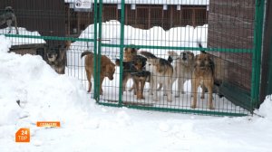 Судьба отловленных животных