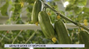 НОВОСТИ СЕВЕРНОГО ГОРОДА, 27.02.2026