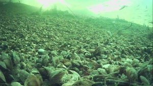 1000010753.mp4Волга гл.2м.27.02.2026г.