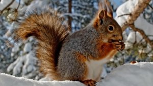 ЛЕСНЫЕ друзья / Спешат на помощь / Мультики