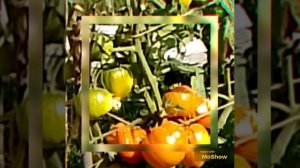 MoShow_20260227T215418.mp4