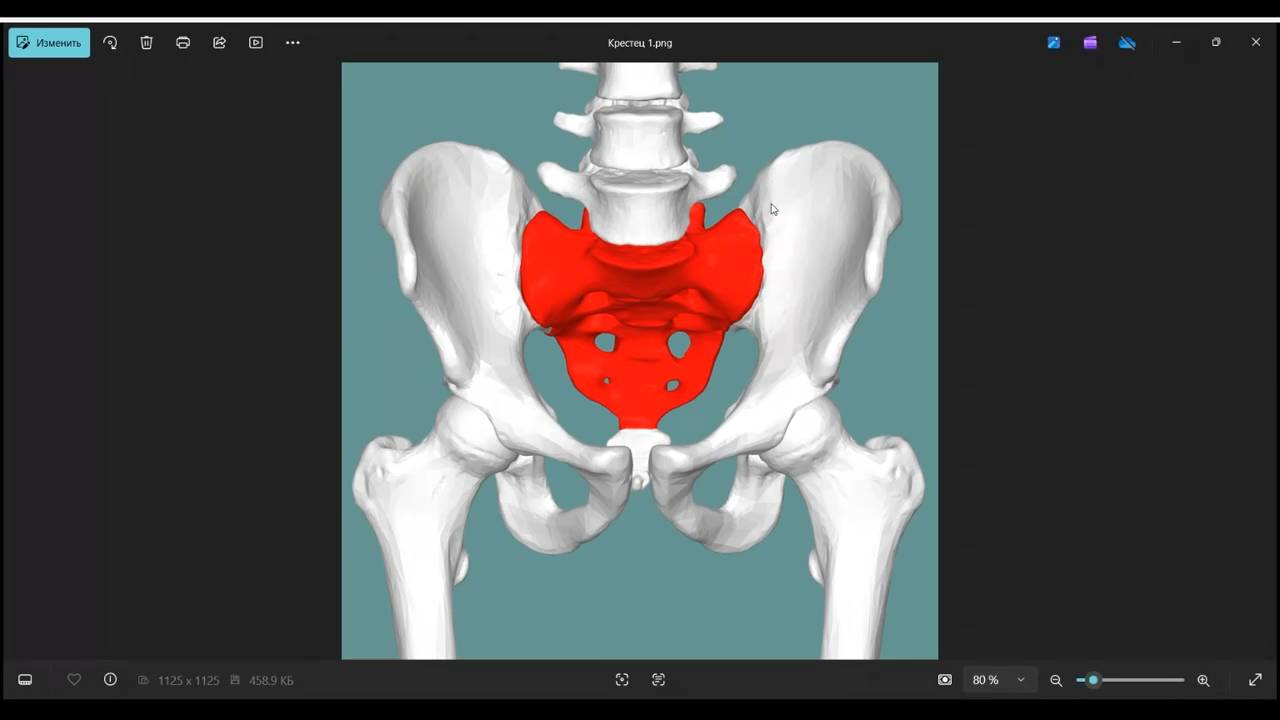 Крестец Os sacrum — крестец на латыни. Дословно — священная кость