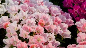 САЖАЮ ВМЕСТО ПЕТУНИИ этот цветок и любуюсь цветением все лето без хлопот!