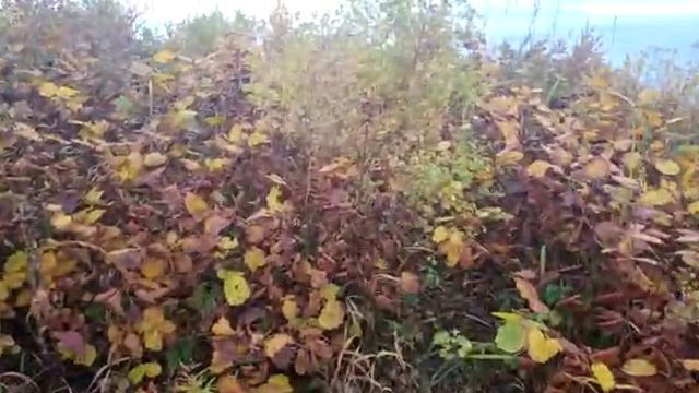 Залив Находка 14окт2022г.