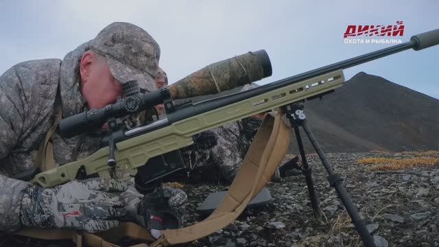 Снежные бараны России. Хараулахский баран.