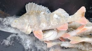 Зимняя рыбалка в январе река Тура.