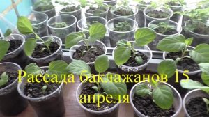 Сроки посева рассады баклажанов, перцев и помидоров.