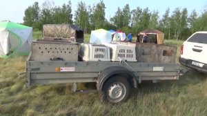 Межрайонная выводка (выставка) гончих собак Казахстан г.Костанай 2025г. 1 часть.