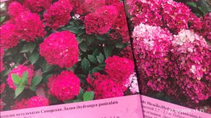 Сажаю гортензии из Светофора в горшки