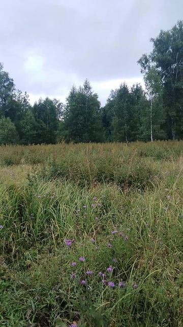 ✔Заблудился 👣 в лесу🌿, но вышел правильно👌✔