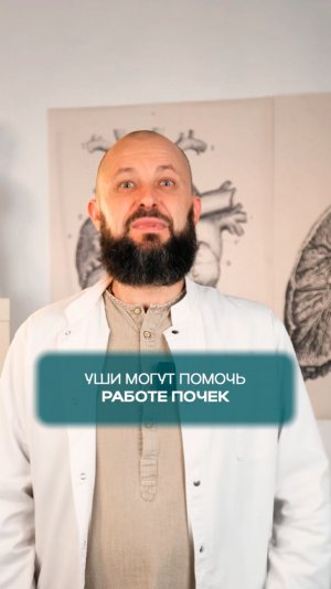 Как уши могут помочь в работе почек?