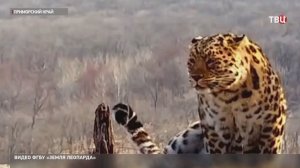 Грозный рев леопарда попал в объектив фотоловушки в Приморье