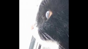 Про мое кота который к сожелении умер:(