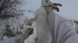 Лучшие выстрелы с охоты на зайца и лису. Супер моменты! Трофейные КАДРЫ. Сезон 2024-2025.