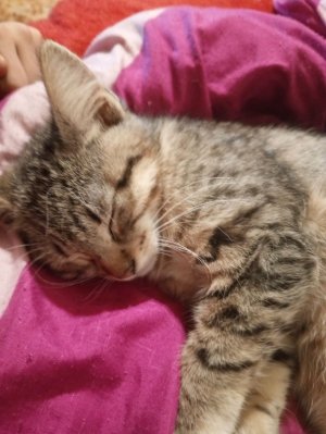 играю в браво с другам