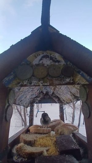 1000010831.mp4Кормушка.27.02.2026г.