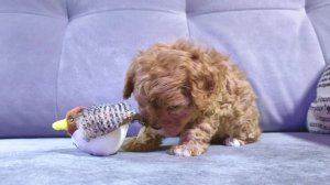 Кавапу шикарная девочка, 6 недель..