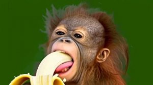 Смешная обезьянка 07_encoded