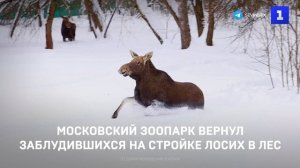 Московский зоопарк вернул заблудившихся на стройке лосих в лес
