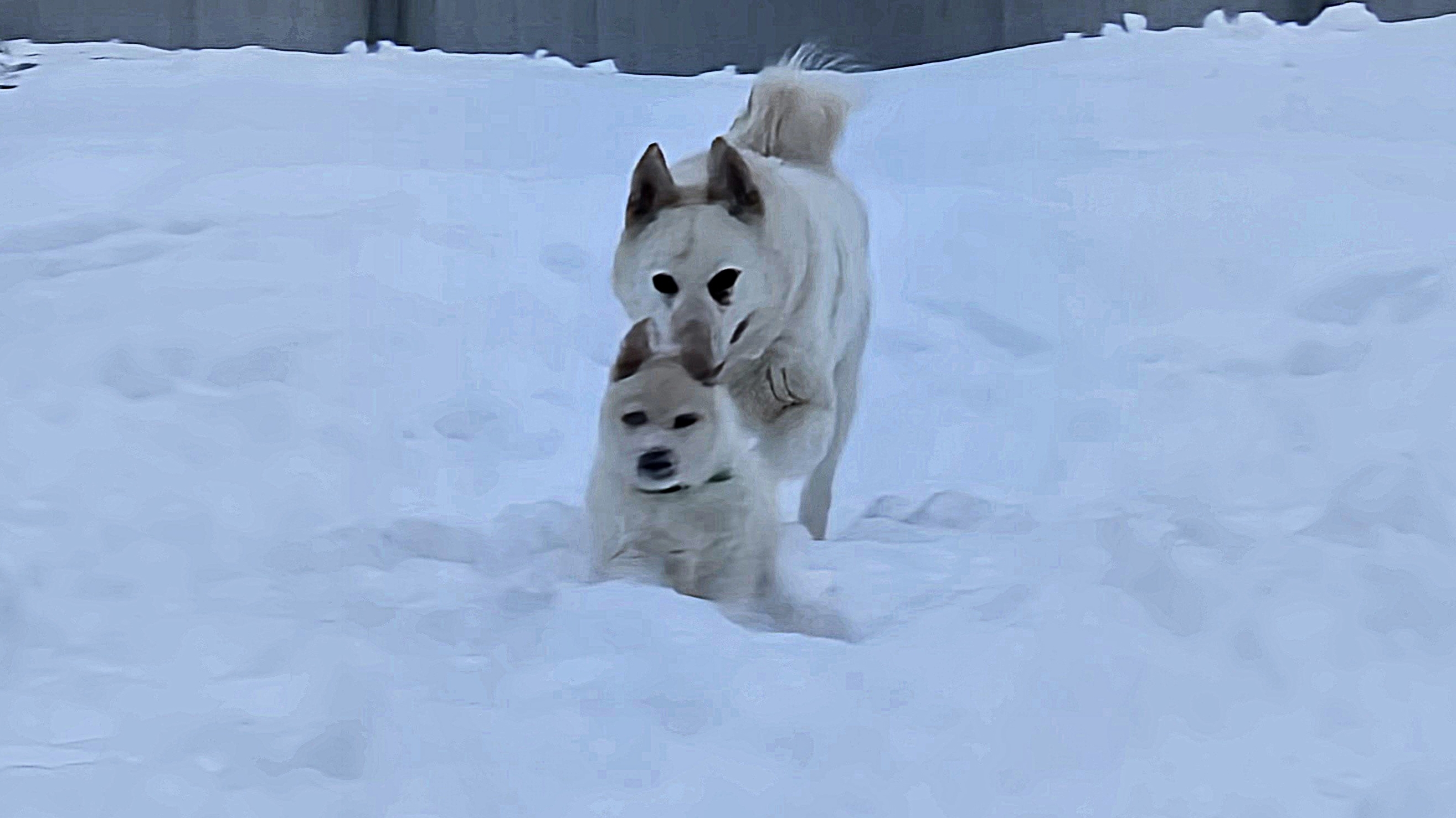 Щенок входит в стаю лаек смотреть онлайн
