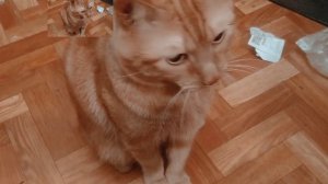 Рыжий бутузик хочет кушать