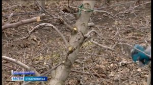 Стрижка под урожай: обрезка плодовых деревьев в садах Ставрополья в разгаре