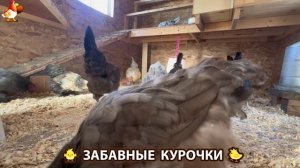 Забавные курочки несушки на сельском подворье 🤗😂😜 (116)
