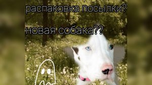 новая собака?распаковка? что?❤️❤️😳🍂